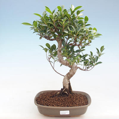 Indoor bonsai - Ficus retusa - small-leaved ficus PB220907 - 1