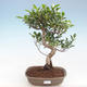 Indoor bonsai - Ficus retusa - small-leaved ficus PB220907 - 1/2