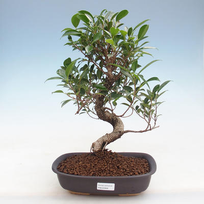Indoor bonsai - Ficus retusa - small-leaved ficus PB220908 - 1
