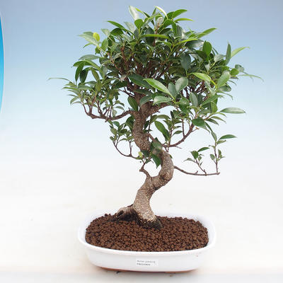 Indoor bonsai - Ficus retusa - small-leaved ficus PB220909 - 1