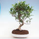 Indoor bonsai - Ficus retusa - small-leaved ficus PB220909 - 1/2
