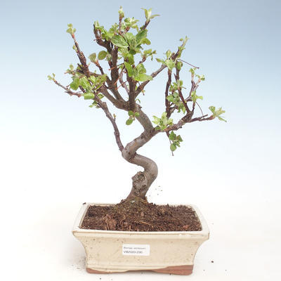 Outdoor bonsai - Malus halliana - Small apple VB2020-290 - 1
