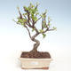 Outdoor bonsai - Malus halliana - Small apple VB2020-290 - 1/4
