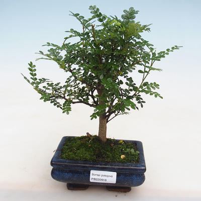 Indoor bonsai - Zantoxylum piperitum - Pepper PB220918 - 1