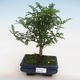 Indoor bonsai - Zantoxylum piperitum - Pepper PB220918 - 1/4