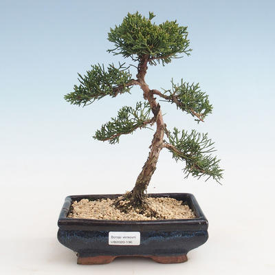 Outdoor bonsai - Juniperus chinensis - Chinese juniper VB-2020-196