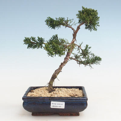 Outdoor bonsai - Juniperus chinensis - Chinese juniper VB-2020-197