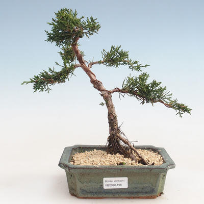 Outdoor bonsai - Juniperus chinensis - Chinese juniper VB-2020-198