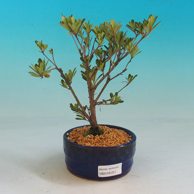 Outdoor bonsai - Rhododendron sp. - Azalea pink - 1