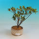Outdoor bonsai - Rhododendron sp. - Azalea pink - 1/2