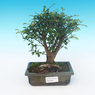 Room bonsai-Ulmus Parvifolia-Malolistý elm