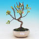 Outdoor bonsai - Malus halliana - Malplate apple tree - 1/4
