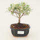 Room bonsai -Ligustrum variegata - Bird's eye - 1/3