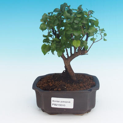 Room bonsai - Sagerécie thea - Sagerécie thea - 1
