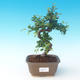 Indoor bonsai - Ulmus parvifolia - Lesser elm - 1/3