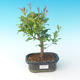 Room bonsai-PUNICA granatum nana-Pomegranate - 1/4