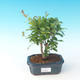 Room bonsai-PUNICA granatum nana-Pomegranate - 1/3