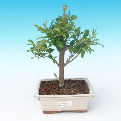 Room bonsai-PUNICA granatum nana-Pomegranate - 1