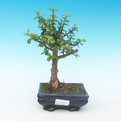Room bonsai - Portulakaria Afra - Tlustice - 1