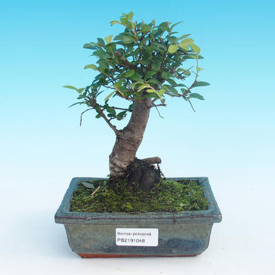 Room bonsai-Ulmus Parvifolia-Malolist elm