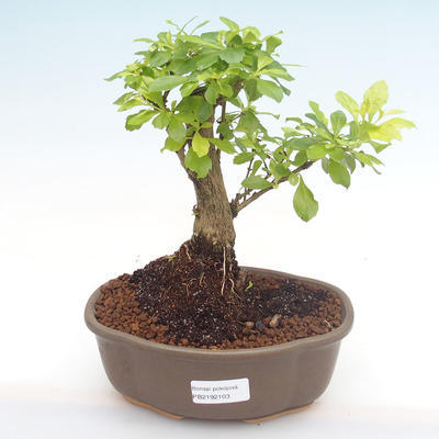 Indoor bonsai - Duranta erecta Aurea PB2192103 - 1