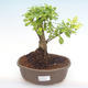 Indoor bonsai - Duranta erecta Aurea PB2192103 - 1/3