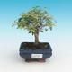 Room bonsai -Ligustrum chinensis - privet - 1/4