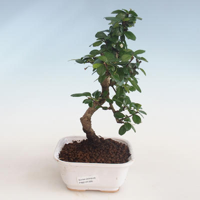 Indoor bonsai - Carmona macrophylla - Tea fuki PB2191305 - 1