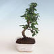 Indoor bonsai - Carmona macrophylla - Tea fuki PB2191305 - 1/5