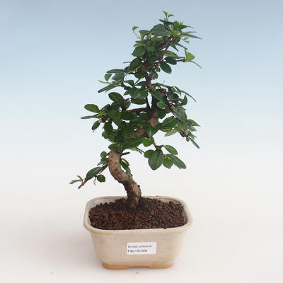 Indoor bonsai - Carmona macrophylla - Tea fuki PB2191309 - 1