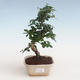 Indoor bonsai - Carmona macrophylla - Tea fuki PB2191309 - 1/5