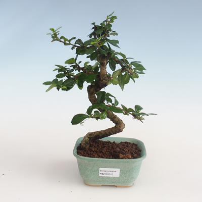Indoor bonsai - Carmona macrophylla - Tea fuki PB2191310 - 1
