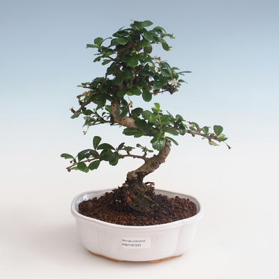 Indoor bonsai - Carmona macrophylla - Tea fuki PB2191330 - 1