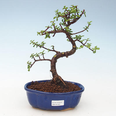 Indoor bonsai - Portulakaria Afra - Tlustice 414-PB2191350 - 1