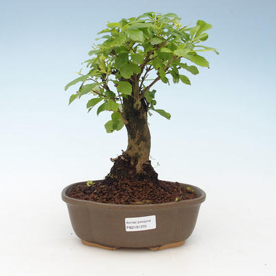 Indoor bonsai - Duranta erecta Aurea 414-PB2191370 - 1