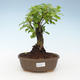 Indoor bonsai - Duranta erecta Aurea 414-PB2191370 - 1/3