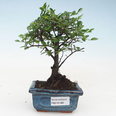Indoor bonsai - Ulmus Parvifolia-Small leaf elm 414-PB2191380