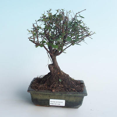 Indoor bonsai - Sagerécie thea - Sagerécie thea 414-PB2191406 - 1
