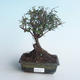 Indoor bonsai - Sagerécie thea - Sagerécie thea 414-PB2191406 - 1/4