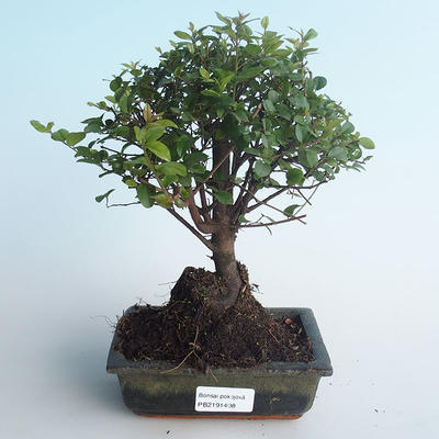 Indoor bonsai - Sagerécie thea - Sagerécie thea 414-PB2191408 - 1