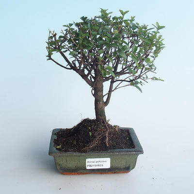 Indoor bonsai - Sagerécie thea - Sagerécie thea 414-PB2191409 - 1
