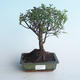 Indoor bonsai - Sagerécie thea - Sagerécie thea 414-PB2191409 - 1/4