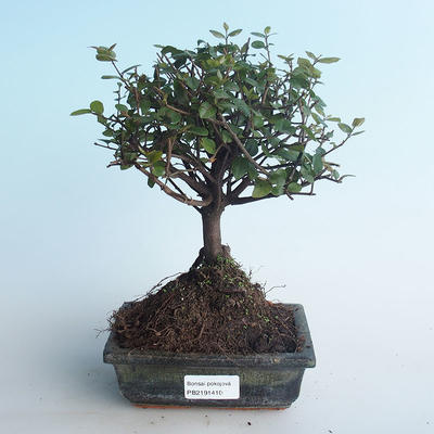Indoor bonsai - Sagerécie thea - Sagerécie thea 414-PB2191410 - 1
