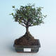 Indoor bonsai - Sagerécie thea - Sagerécie thea 414-PB2191410 - 1/4