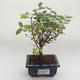 Indoor bonsai - Sagerécie thea - Sagerécie thea PB2191630 - 1/4