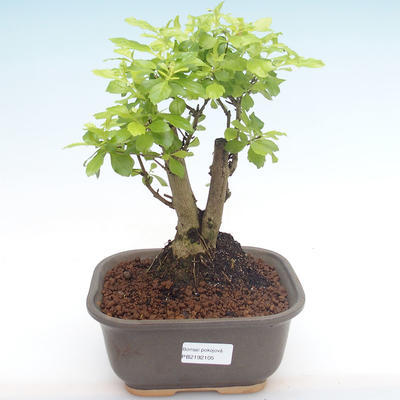 Indoor bonsai - Duranta erecta Aurea PB2192105 - 1
