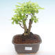Indoor bonsai - Duranta erecta Aurea PB2192105 - 1/3