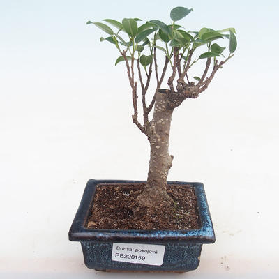 Indoor bonsai - Ficus retusa - small leaf ficus PB220159 - 1