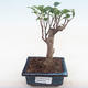 Indoor bonsai - Ficus retusa - small leaf ficus PB220159 - 1/2