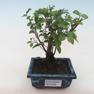Indoor bonsai - Sagerécie thea - Sagerécie thea PB2191802 - 1
